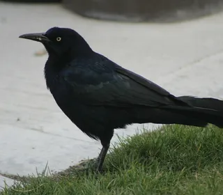 Photo 2/8 of Great-tailed Grackle (Quiscalus mexicanus)