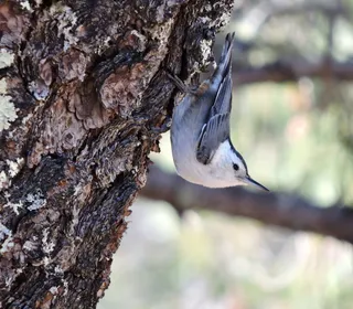 Photo 6/8 of White-breasted Nuthatch (Sitta carolinensis)