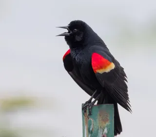 Photo 1/19 of Red-winged Blackbird (Agelaius phoeniceus)