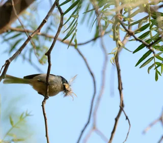 Photo 2/10 of Bushtit (Psaltriparus minimus)