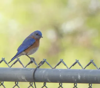 Photo 5/7 of Eastern Bluebird (Sialia sialis)