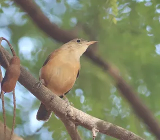 Photo 17/28 of Northern House Wren (Troglodytes aedon)