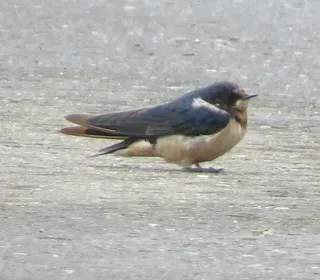 Photo 10/10 of Barn Swallow (Hirundo rustica)