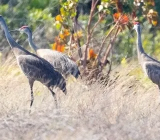 Photo 7/7 of Sandhill Crane (Antigone canadensis)