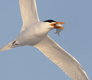 Photo 1/2 of Royal Tern (Thalasseus maximus)