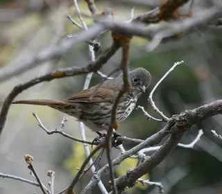 Photo 18/20 of Fox Sparrow (Passerella iliaca)