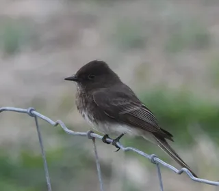Photo 4/8 of Black Phoebe (Sayornis nigricans)