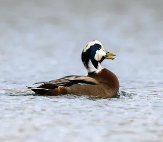 Photo 25/30 of Mallard (Anas platyrhynchos)