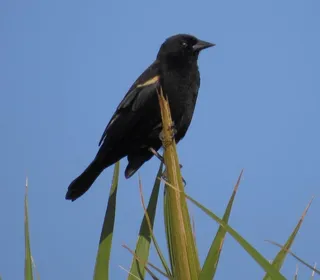 Photo 7/19 of Red-winged Blackbird (Agelaius phoeniceus)