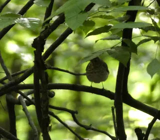Photo 6/6 of Swainson's Thrush (Catharus ustulatus)