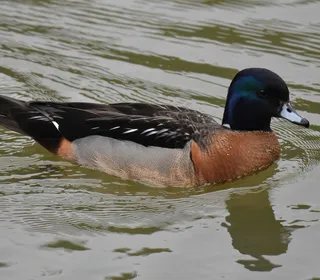 Photo 6/11 of Wood Duck (Aix sponsa)