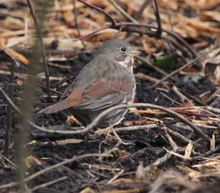 Photo 11/20 of Fox Sparrow (Passerella iliaca)