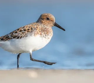 Photo 2/3 of Sanderling (Calidris alba)