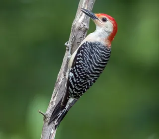 Photo 1/2 of Red-bellied Woodpecker (Melanerpes carolinus)