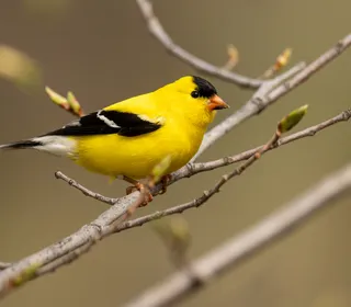 Photo 1/7 of American Goldfinch (Spinus tristis)