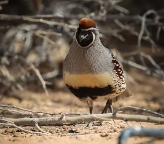 Photo 2/5 of Gambel's Quail (Callipepla gambelii)