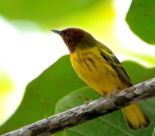 Photo 5/28 of Yellow Warbler (Setophaga petechia)