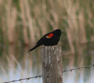 Photo 12/19 of Red-winged Blackbird (Agelaius phoeniceus)