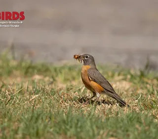 Photo 8/8 of American Robin (Turdus migratorius)