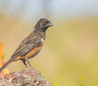 Photo 6/17 of Spotted Towhee (Pipilo maculatus)