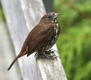 Photo 13/20 of Fox Sparrow (Passerella iliaca)