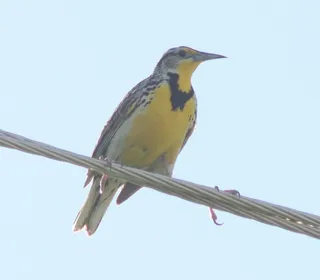 Photo 2/3 of Western Meadowlark (Sturnella neglecta)