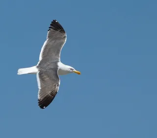 Photo 6/7 of American Herring Gull (Larus smithsonianus)