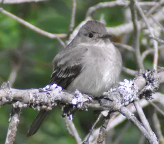 Photo 2/5 of Western Wood-Pewee (Contopus sordidulus)