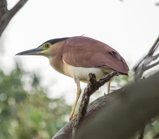 Photo 8/19 of Black-crowned Night Heron (Nycticorax nycticorax)