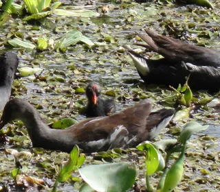 Photo 8/9 of Common Gallinule (Gallinula galeata)