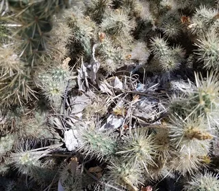 Photo 3/5 of Cactus Wren (Campylorhynchus brunneicapillus)