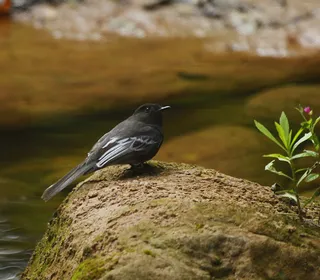 Photo 5/8 of Black Phoebe (Sayornis nigricans)