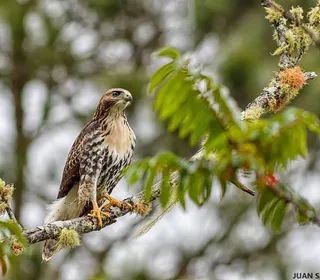 Photo 8/20 of Red-tailed Hawk (Buteo jamaicensis)
