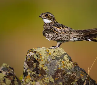 Photo 2/4 of Common Nighthawk (Chordeiles minor)