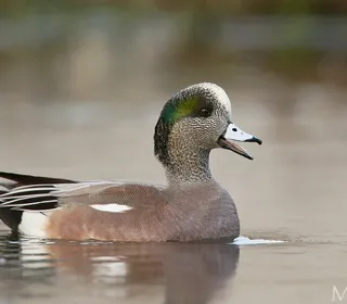 Photo 1/8 of American Wigeon (Mareca americana)