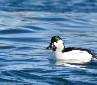 Photo 5/7 of Common Goldeneye (Bucephala clangula)