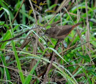 Photo 25/28 of Northern House Wren (Troglodytes aedon)
