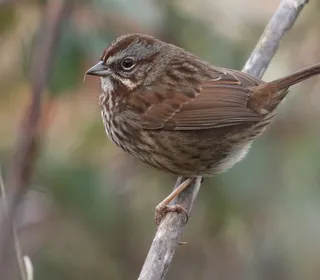 Photo 4/26 of Song Sparrow (Melospiza melodia)