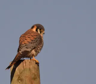 Photo 4/16 of American Kestrel (Falco sparverius)