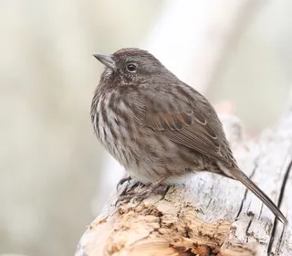 Photo 19/26 of Song Sparrow (Melospiza melodia)
