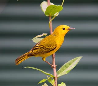 Photo 22/28 of Yellow Warbler (Setophaga petechia)