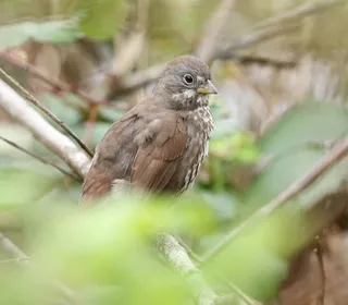 Photo 9/20 of Fox Sparrow (Passerella iliaca)
