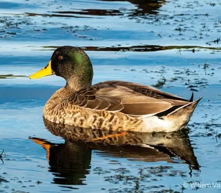 Photo 16/30 of Mallard (Anas platyrhynchos)