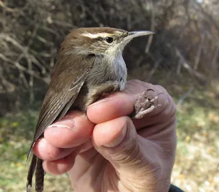 Photo 3/8 of Bewick's Wren (Thryomanes bewickii)