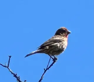 Photo 6/6 of House Finch (Haemorhous mexicanus)