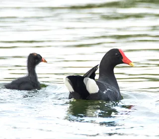 Photo 5/9 of Common Gallinule (Gallinula galeata)