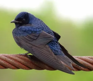 Photo 1/4 of Purple Martin (Progne subis)
