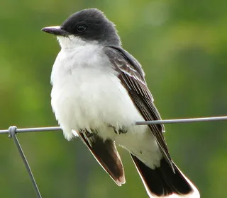 Photo 2/30 of Eastern Kingbird (Tyrannus tyrannus)