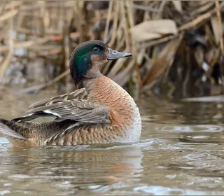 Photo 10/11 of Wood Duck (Aix sponsa)