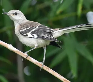 Photo 3/5 of Northern Mockingbird (Mimus polyglottos)